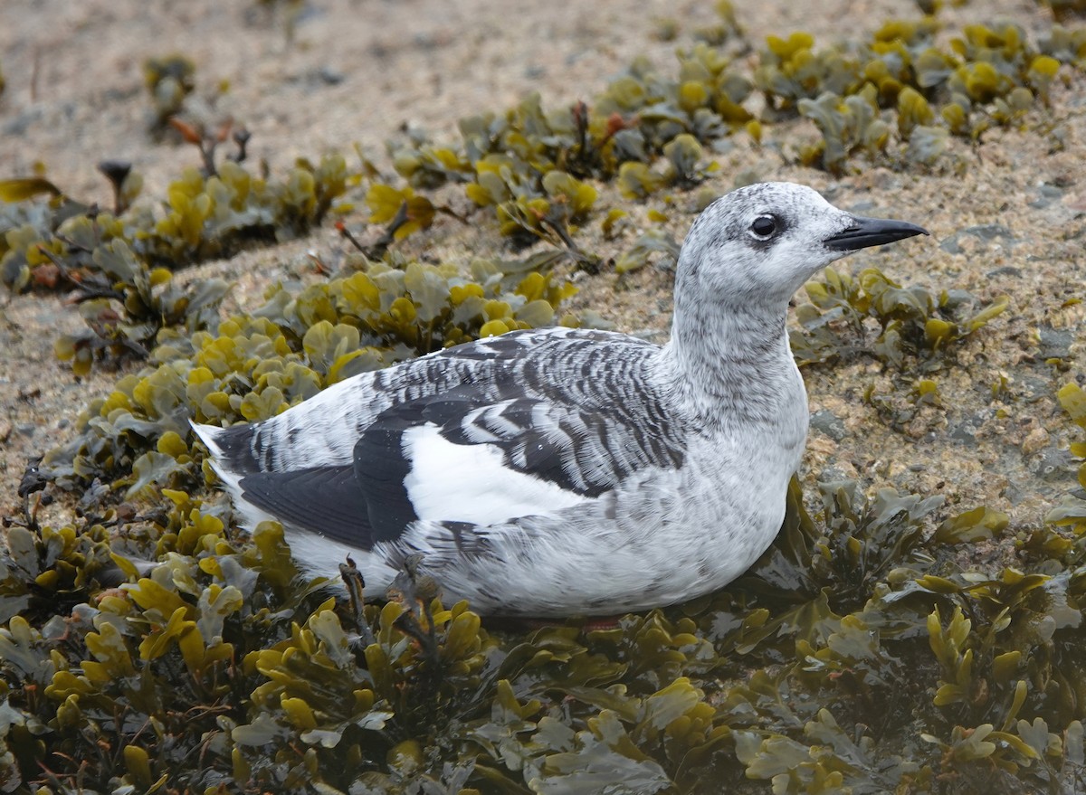 Black Guillemot - ML642823117