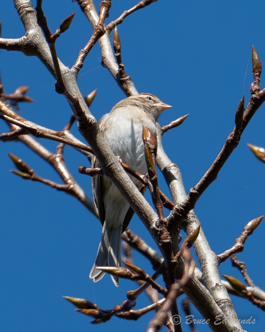 White-crowned Sparrow - ML642823121