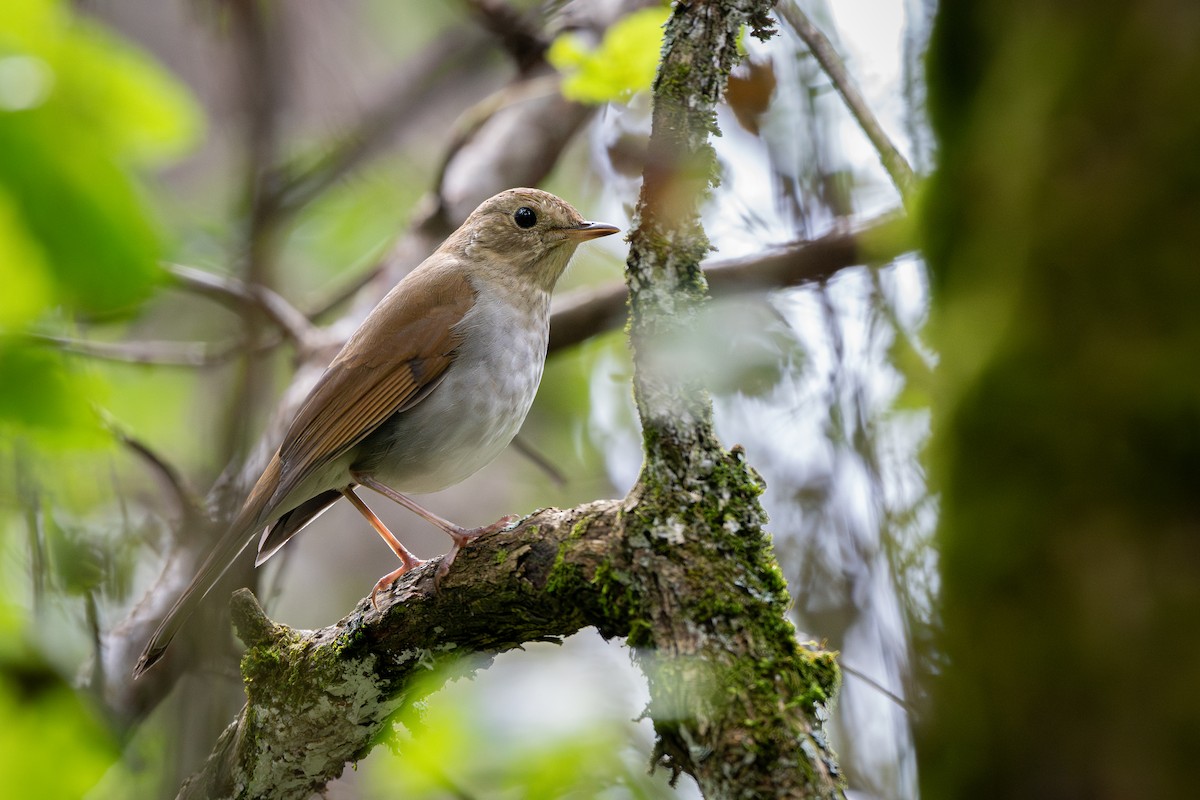 Russet Nightingale-Thrush - ML642823123