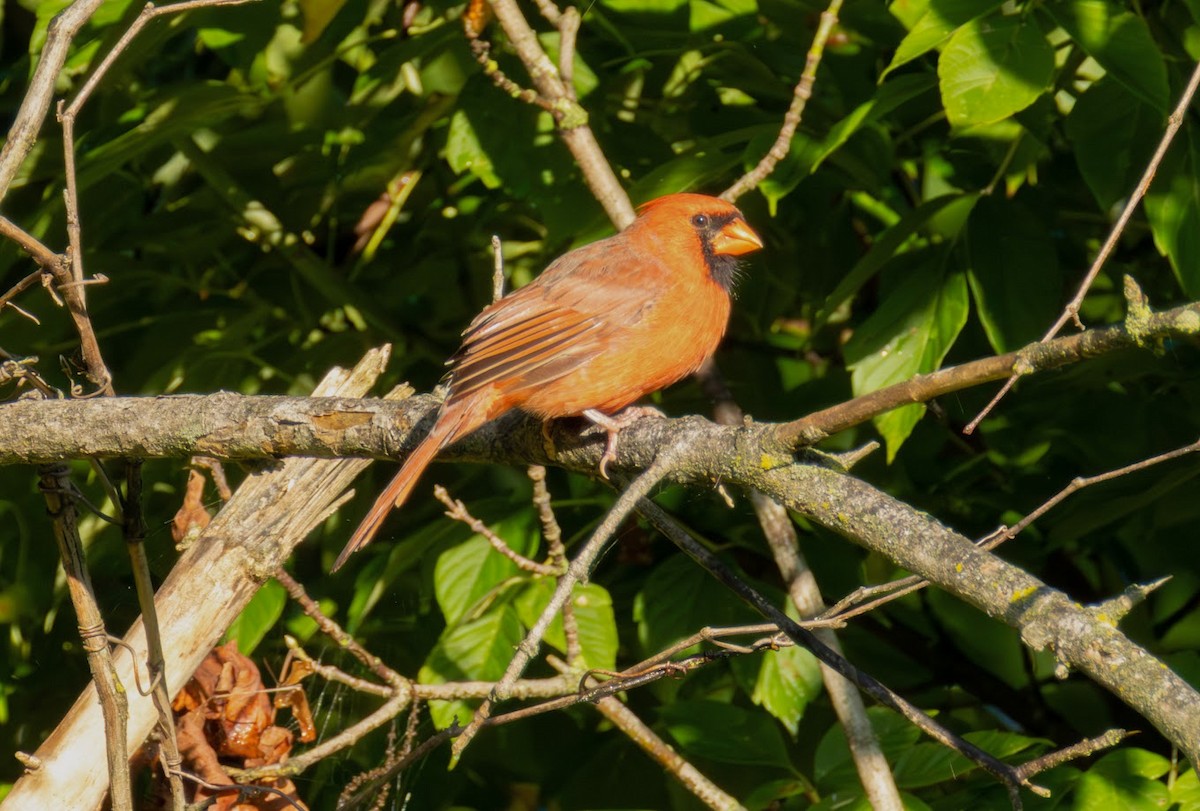 Cardinal rouge - ML642823124