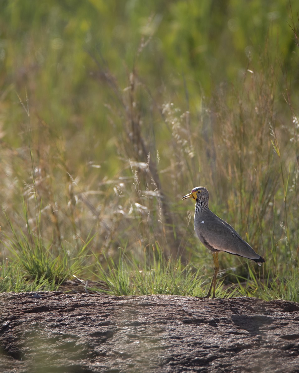 Wattled Lapwing - ML642823125