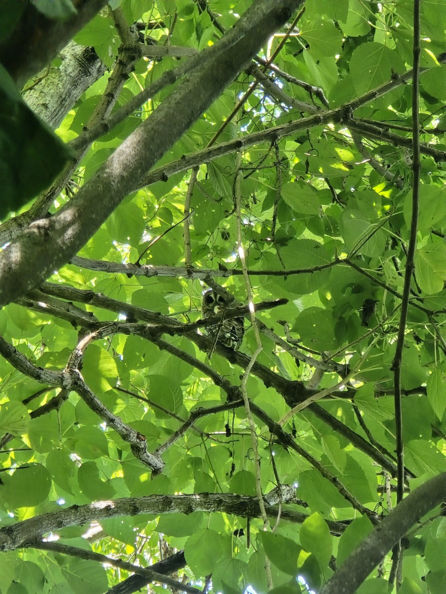 Mottled Owl - ML642823136