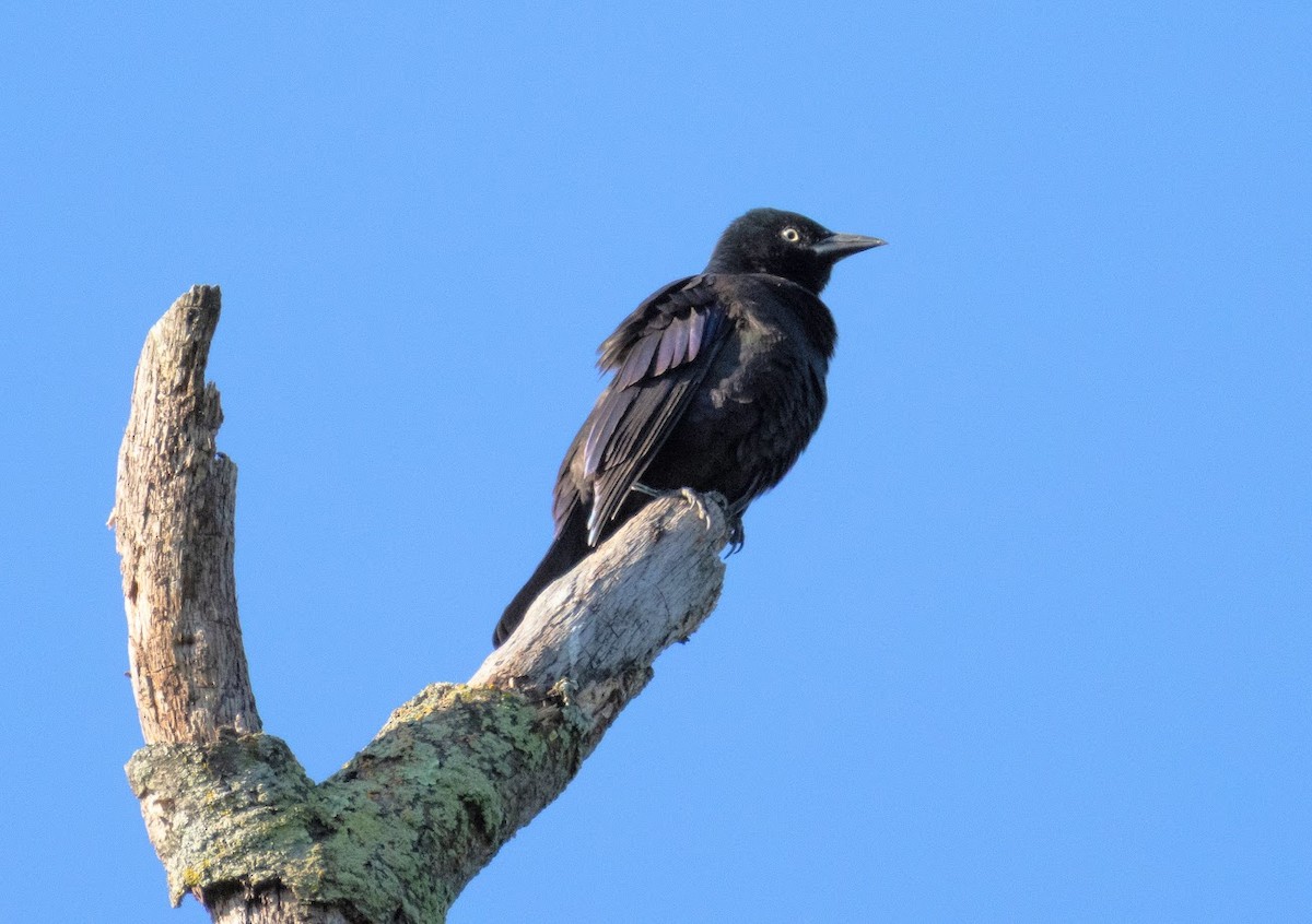 Common Grackle - ML642823137