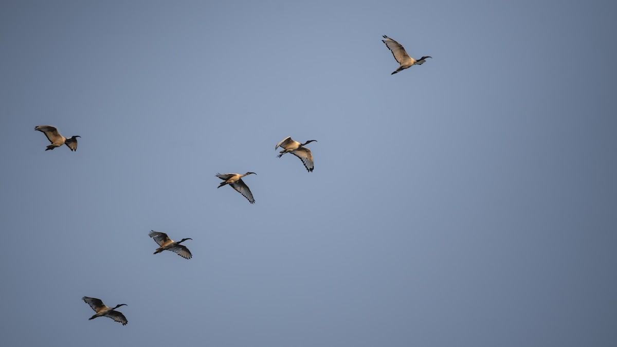 African Sacred Ibis - ML642823138