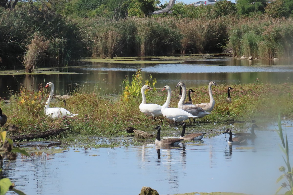 Mute Swan - ML642823142