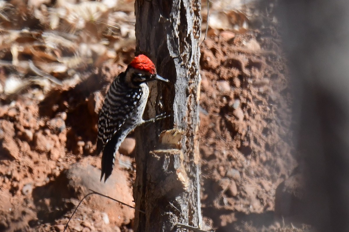 Ladder-backed Woodpecker - ML642823154