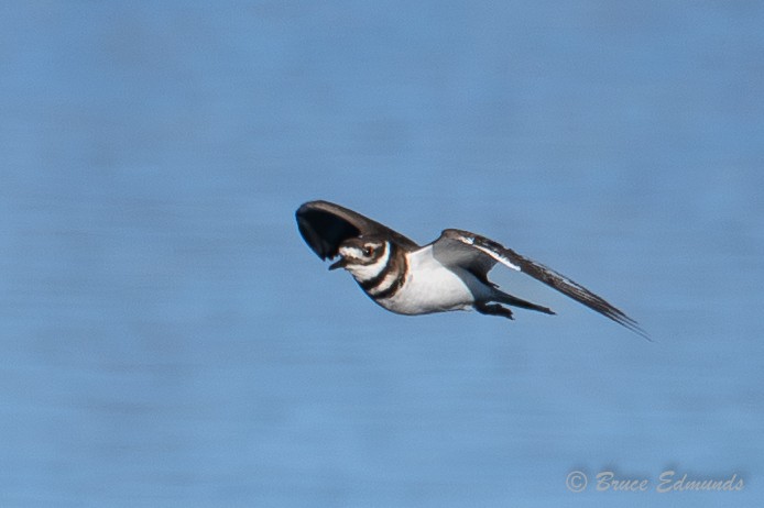 Killdeer - ML642823170