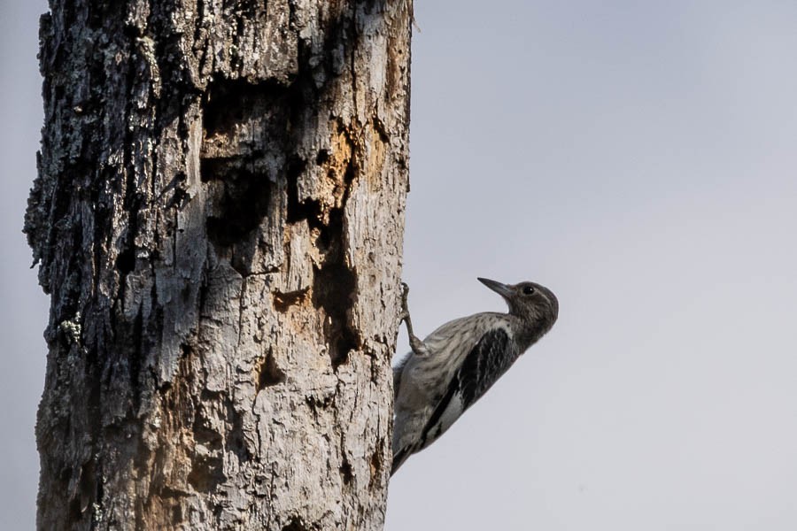 Red-headed Woodpecker - ML642823173