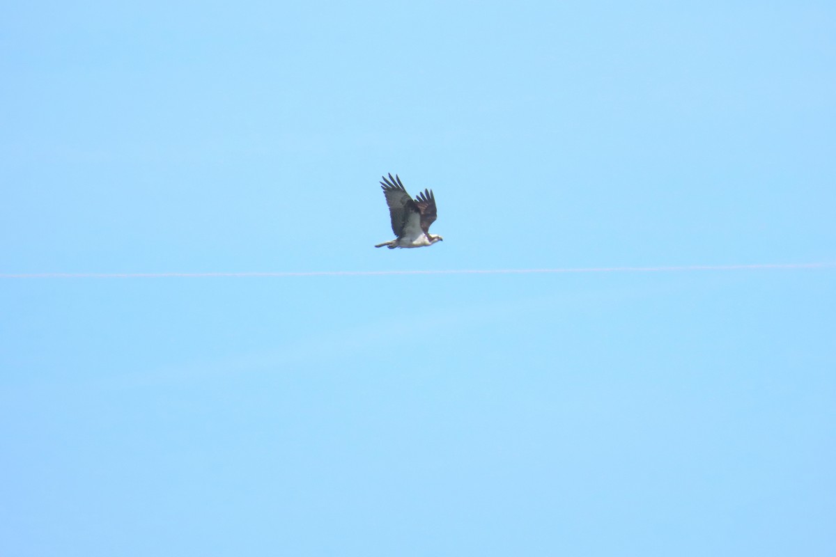 Osprey - ML642823177