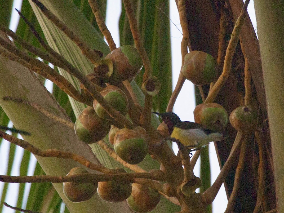 Purple-rumped Sunbird - ML642823183