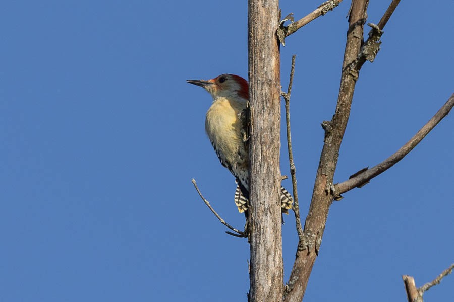 Red-bellied Woodpecker - ML642823184