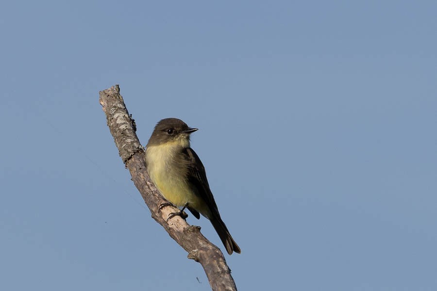 Eastern Phoebe - ML642823198