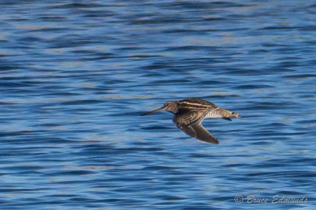 Wilson's Snipe - ML642823205