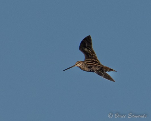 Wilson's Snipe - ML642823206