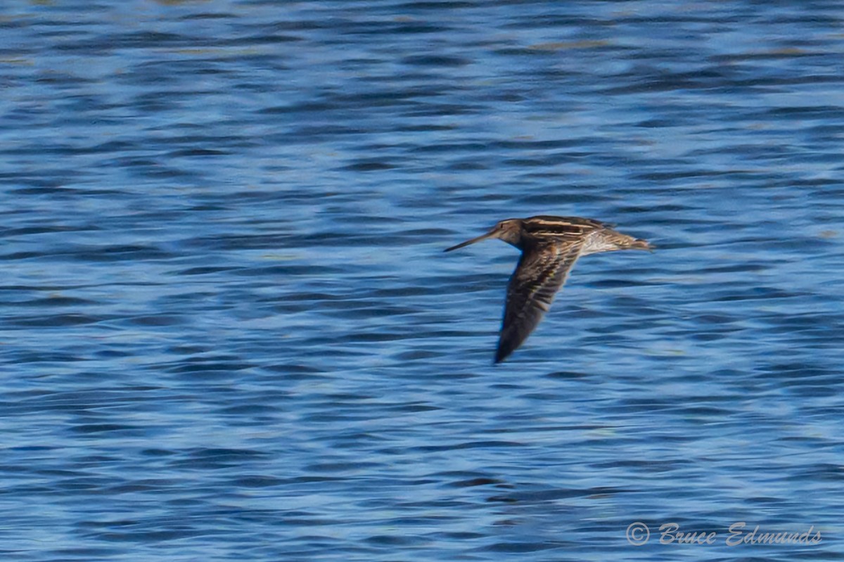 Wilson's Snipe - ML642823207