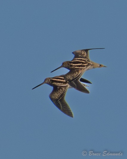 Wilson's Snipe - ML642823208
