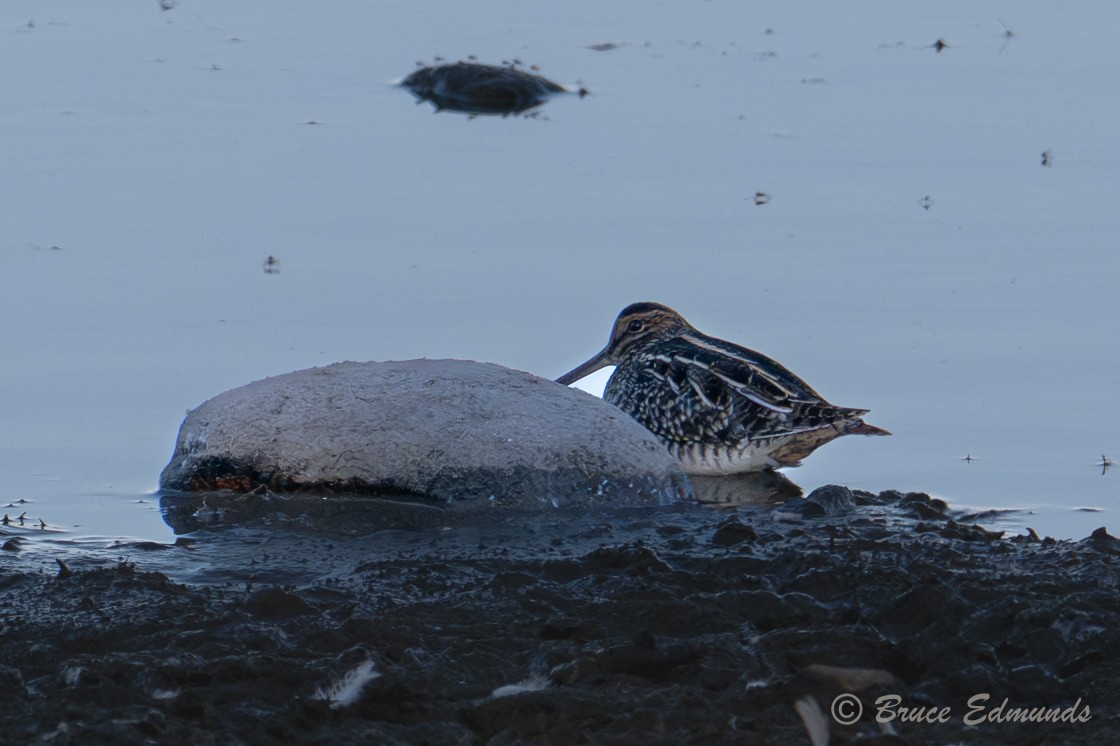 Wilson's Snipe - ML642823209