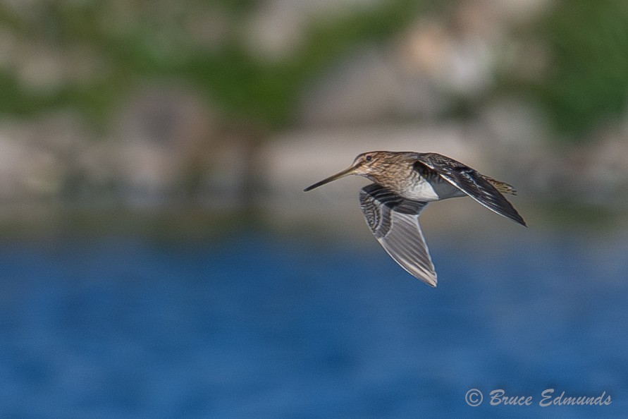 Wilson's Snipe - ML642823210