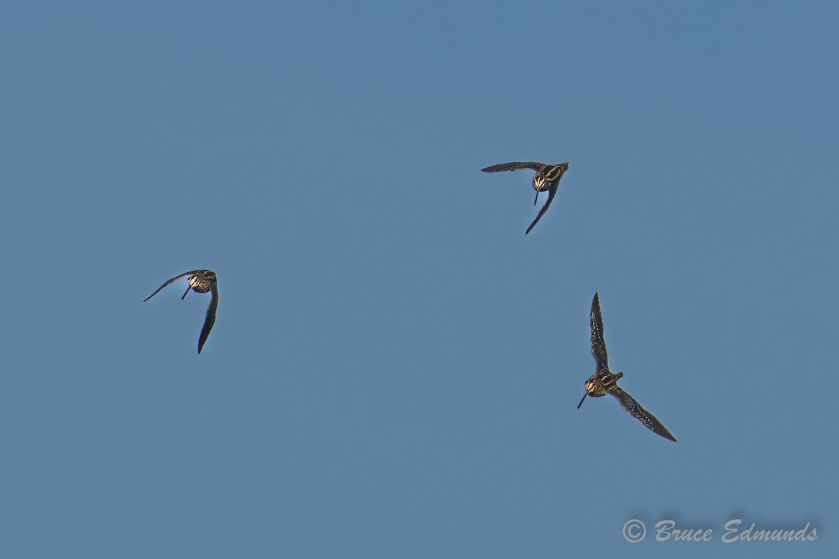 Wilson's Snipe - ML642823211