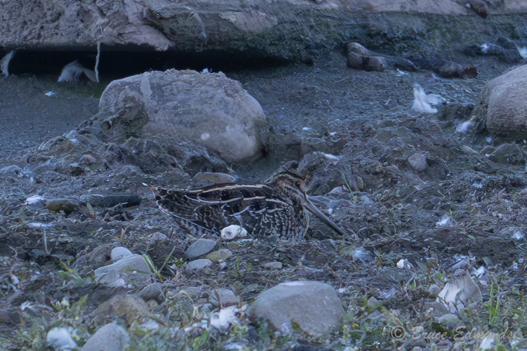 Wilson's Snipe - ML642823212