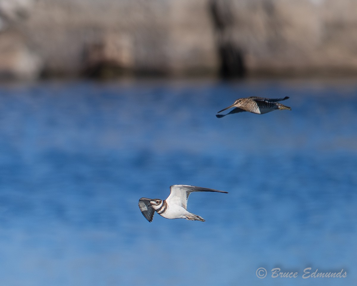 Killdeer - ML642823243