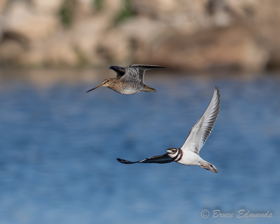 Killdeer - ML642823244
