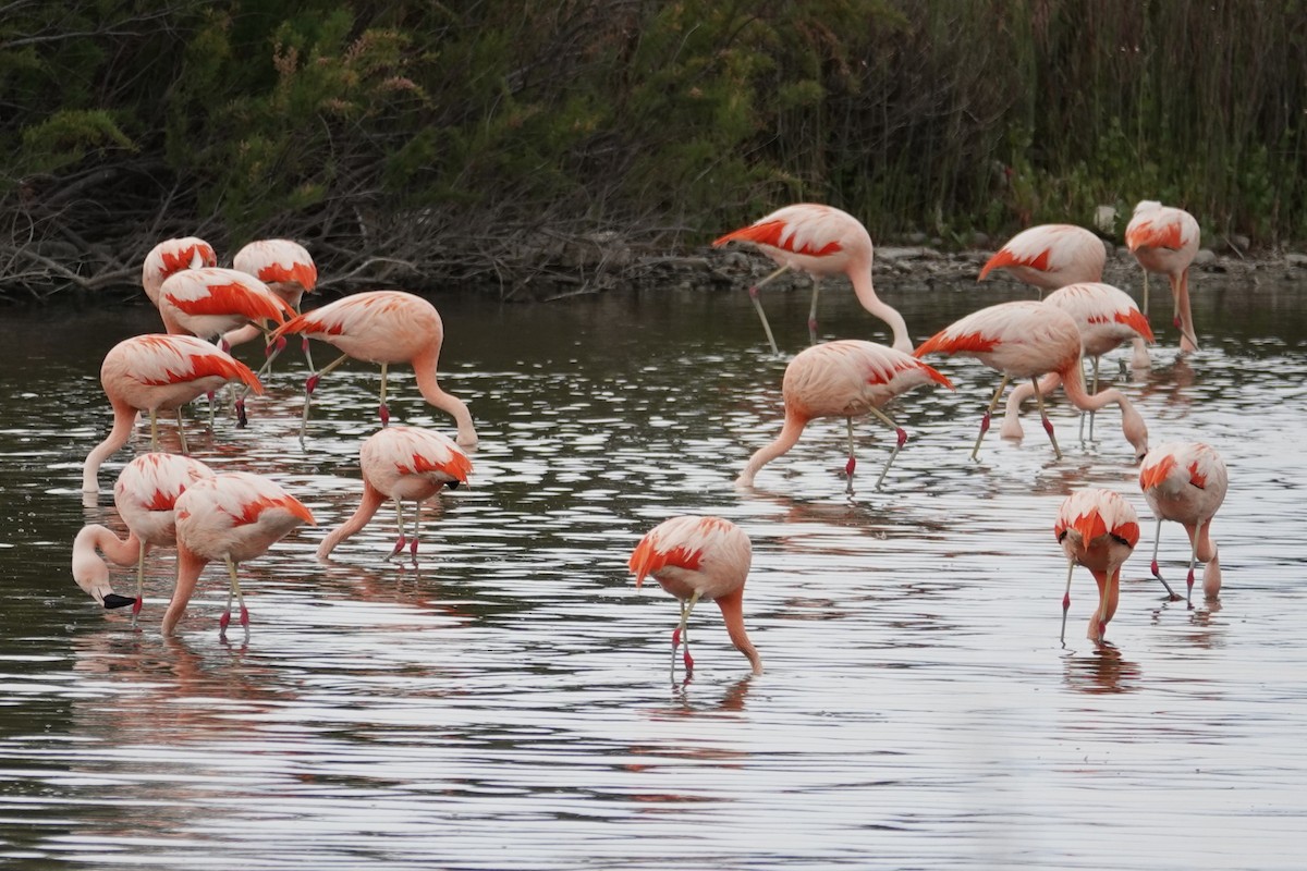 Chilean Flamingo - ML642823254