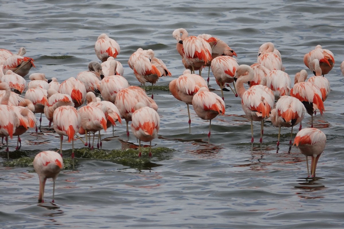 Chilean Flamingo - ML642823255