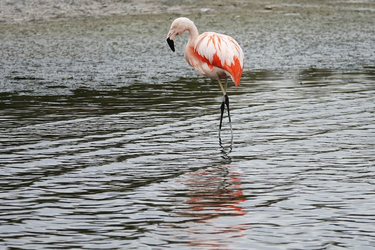 Chilean Flamingo - ML642823256