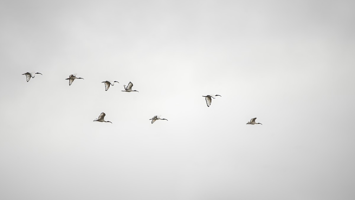 African Sacred Ibis - ML642823259