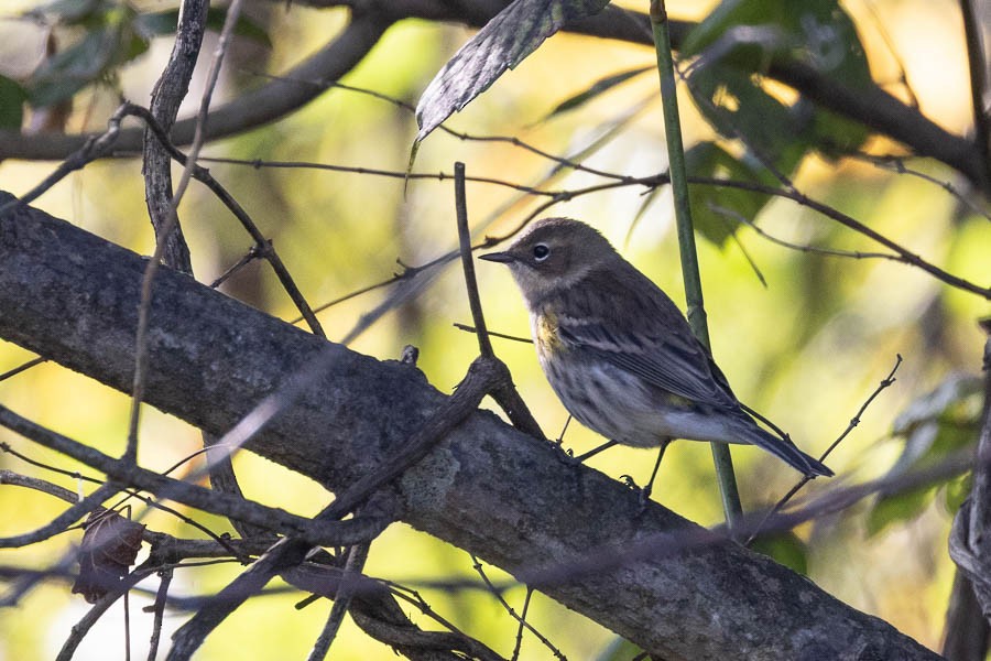Yellow-rumped Warbler - ML642823260