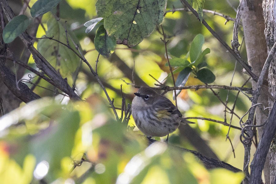 Yellow-rumped Warbler - ML642823261