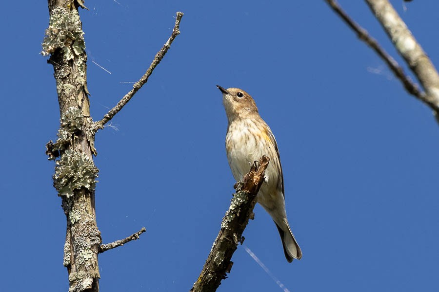 Yellow-rumped Warbler - ML642823265