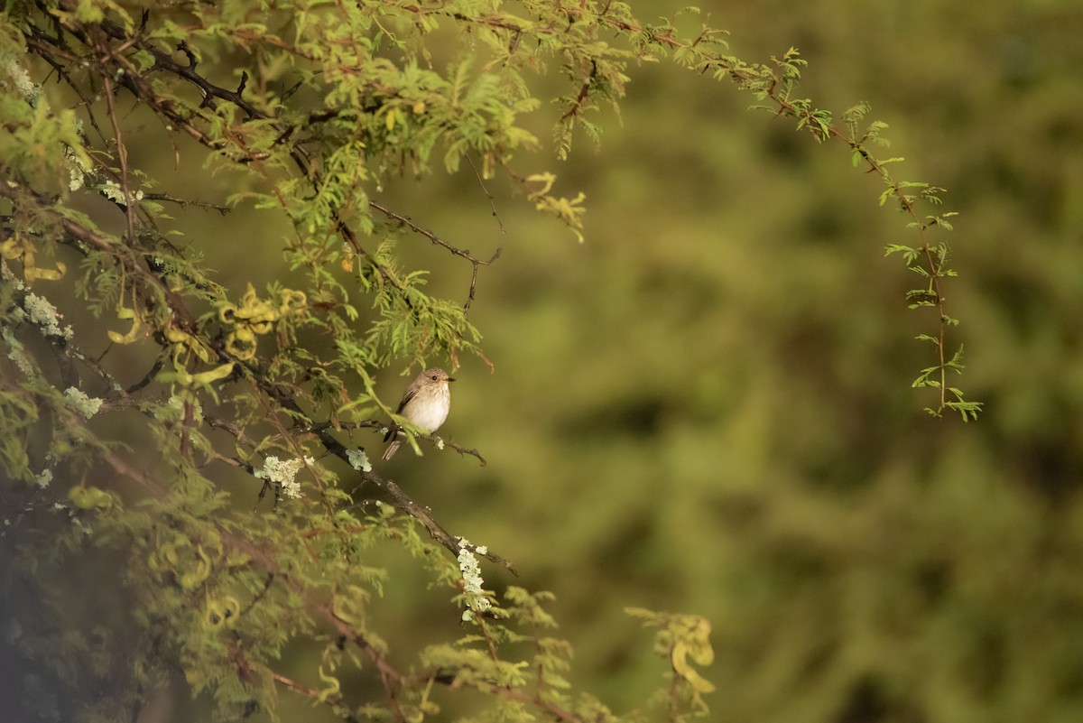 Spotted Flycatcher - ML642823271
