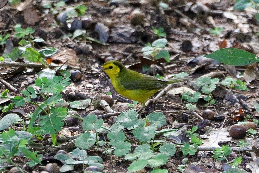 Hooded Warbler - ML642823278