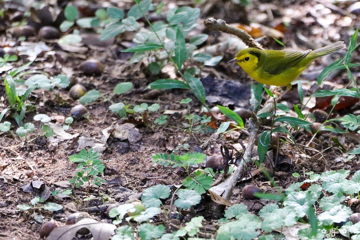 Hooded Warbler - ML642823279