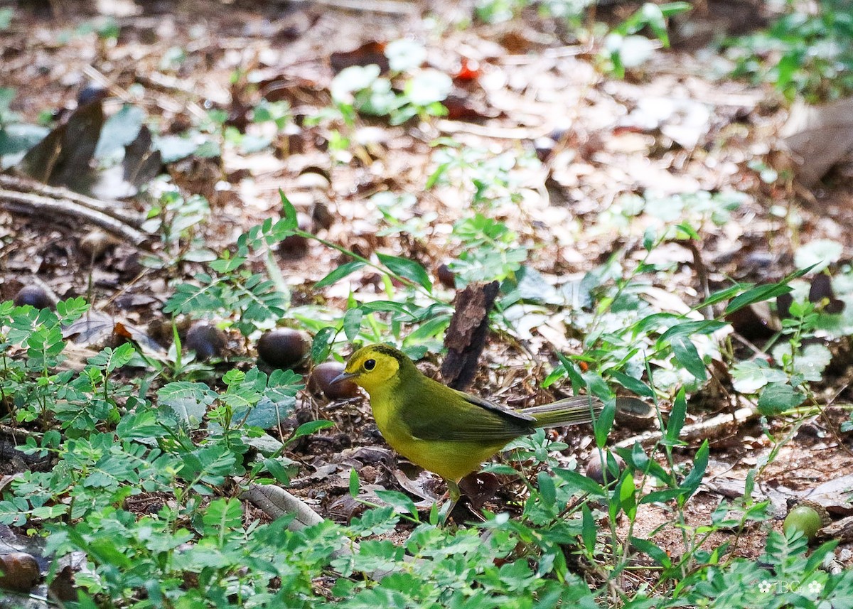 Hooded Warbler - ML642823280
