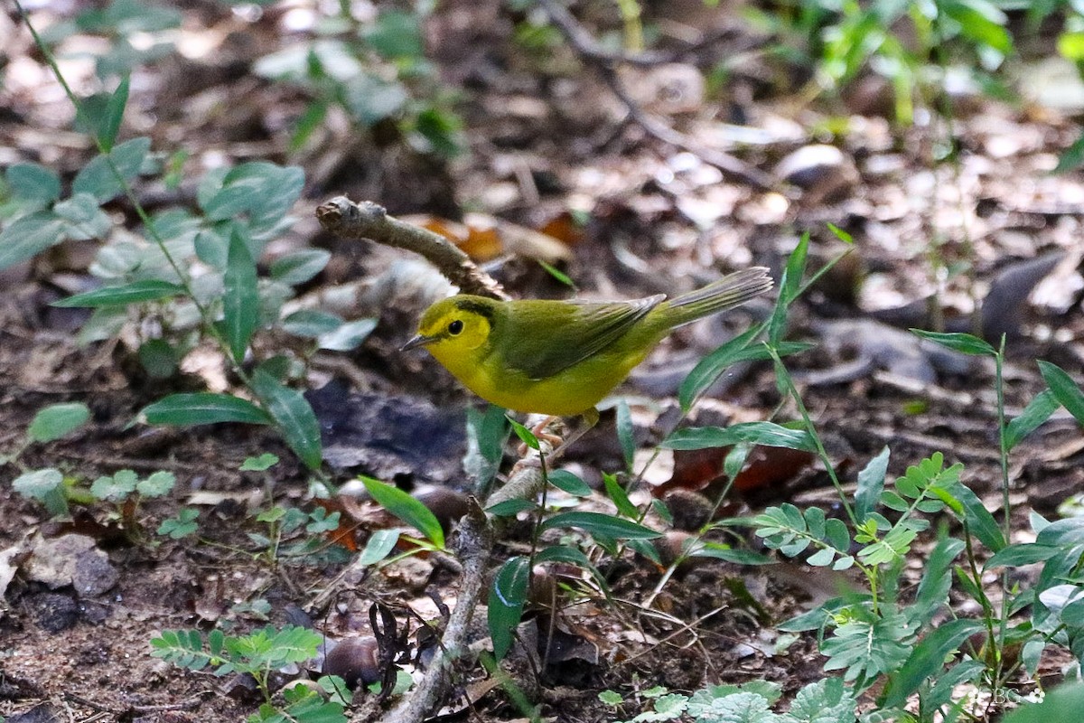 Hooded Warbler - ML642823281