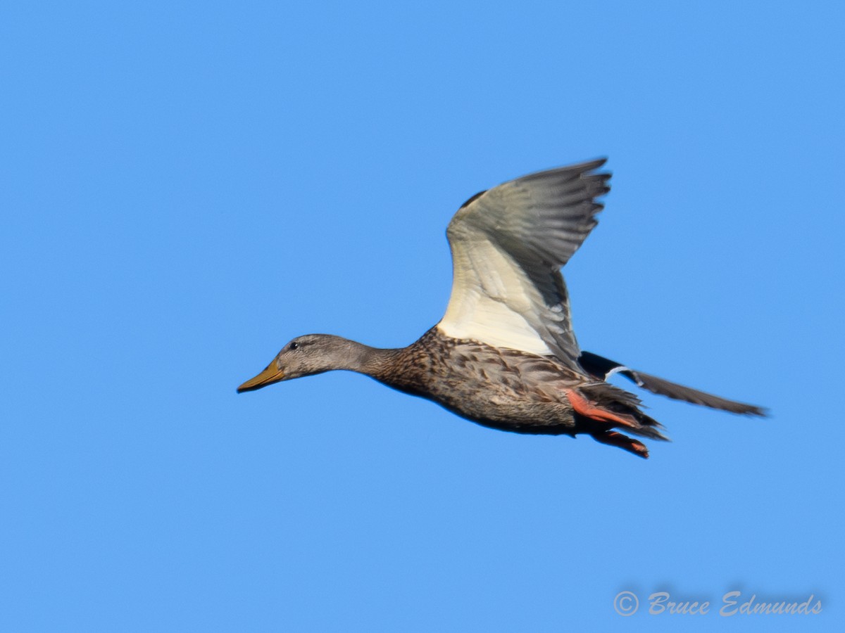 Mallard - ML642823282