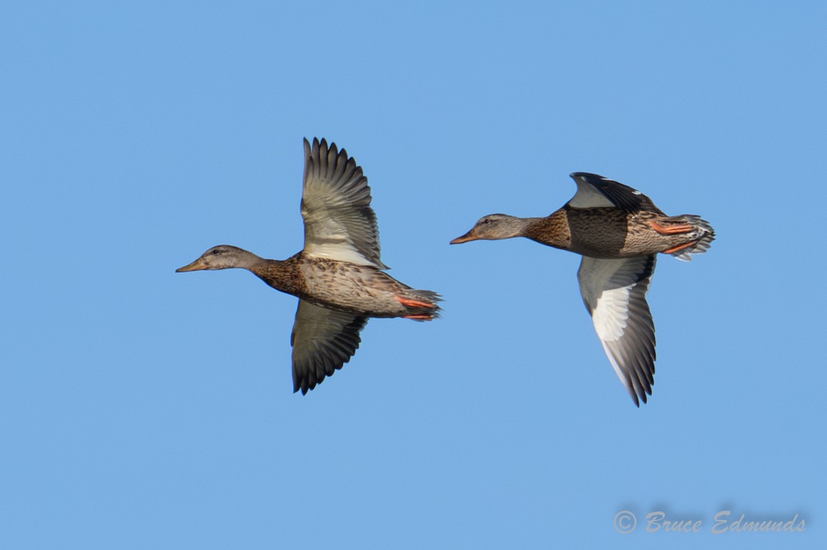 Mallard - ML642823283