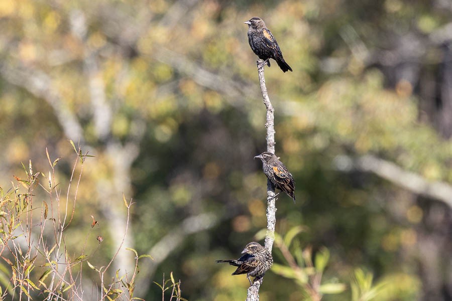 Red-winged Blackbird - ML642823285