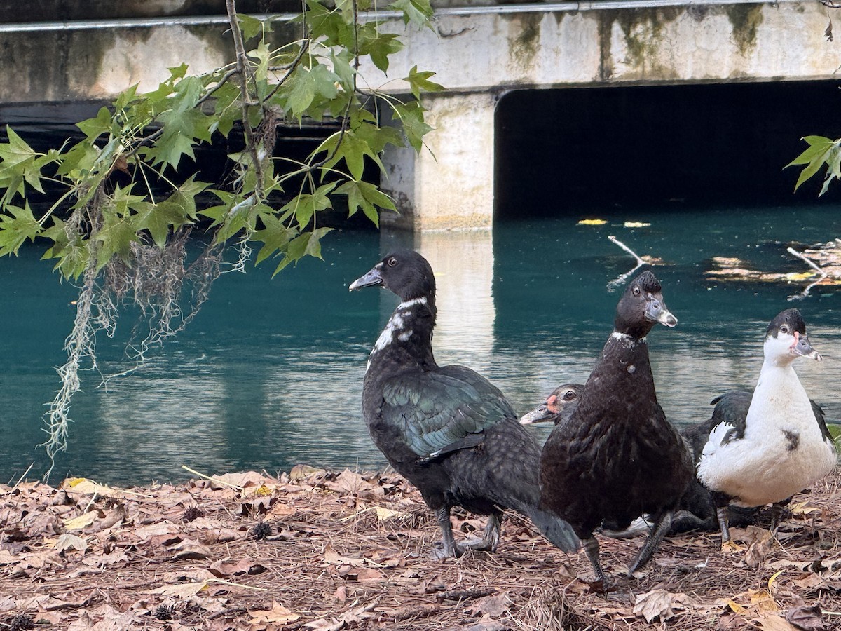 Muscovy Duck (Domestic type) - ML642823290