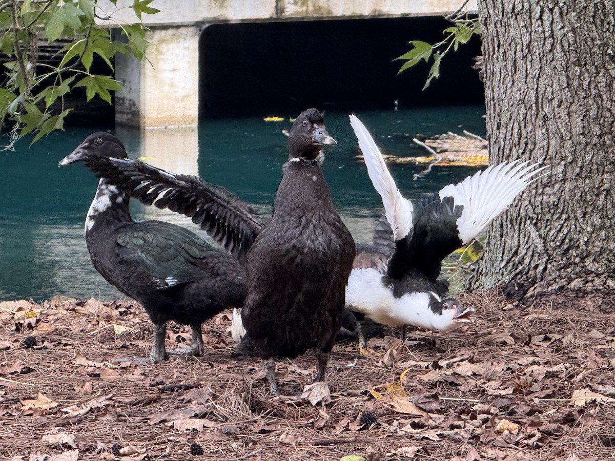Muscovy Duck (Domestic type) - ML642823292