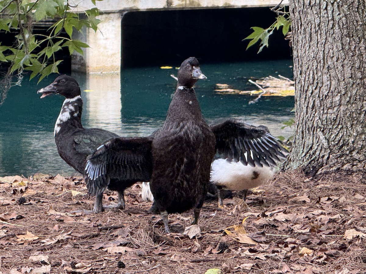 Muscovy Duck (Domestic type) - ML642823293