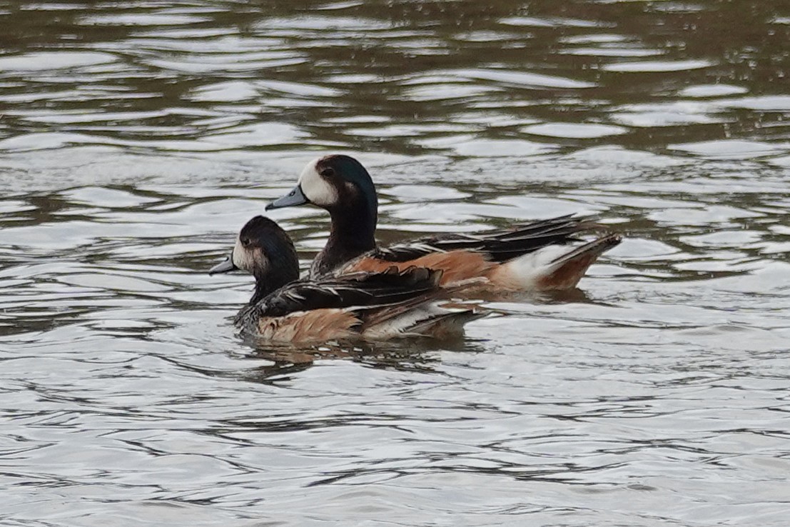 Chiloe Wigeon - ML642823301