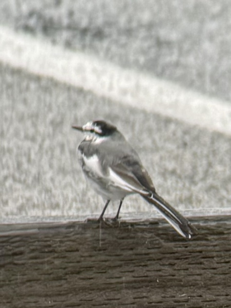White Wagtail (Black-backed) - ML642823302