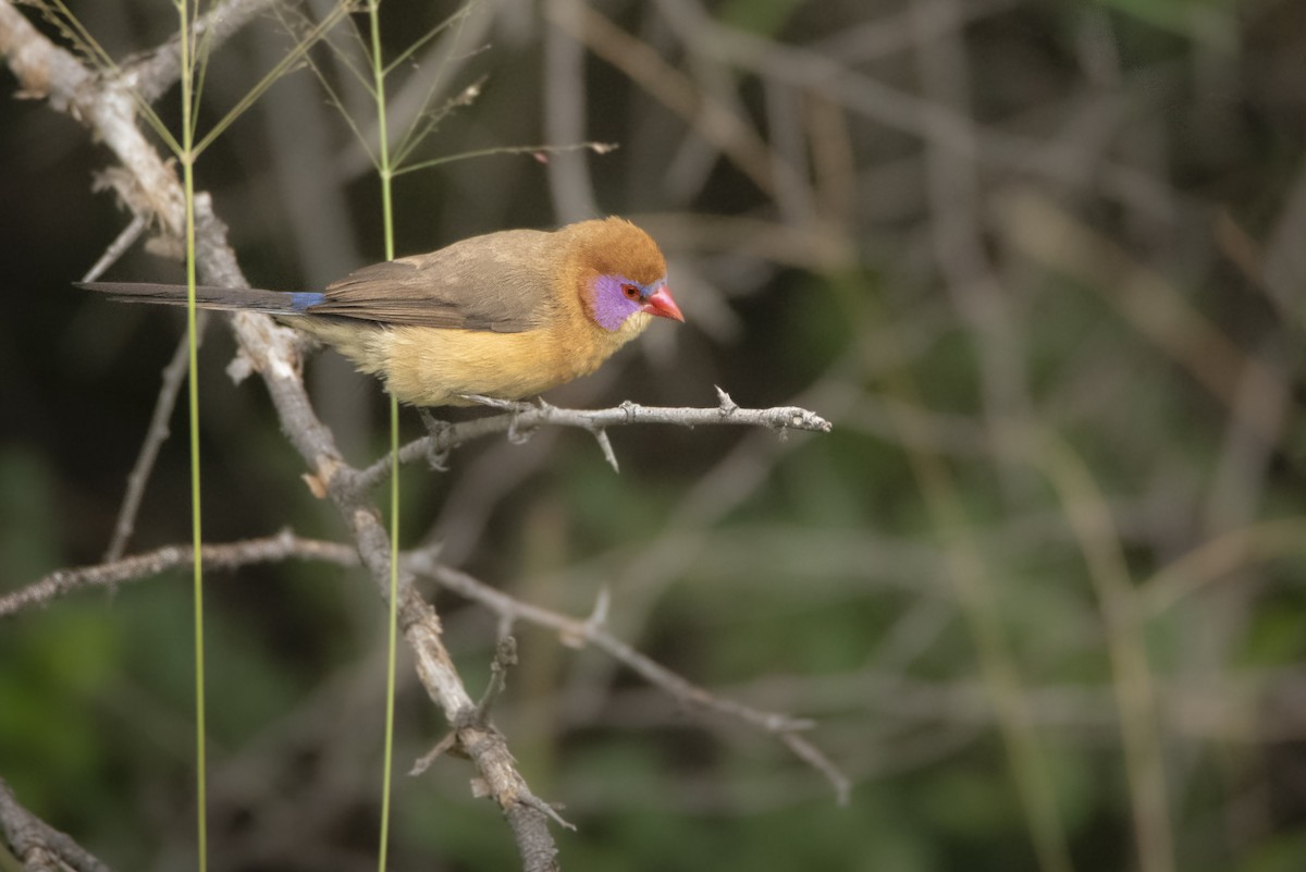 Violet-eared Waxbill - ML642823305