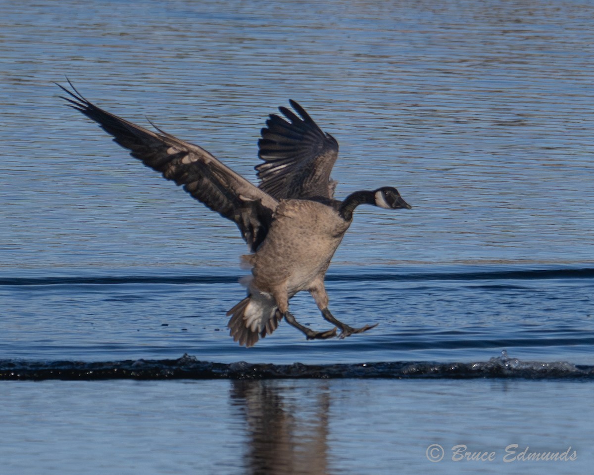 Canada Goose - ML642823308