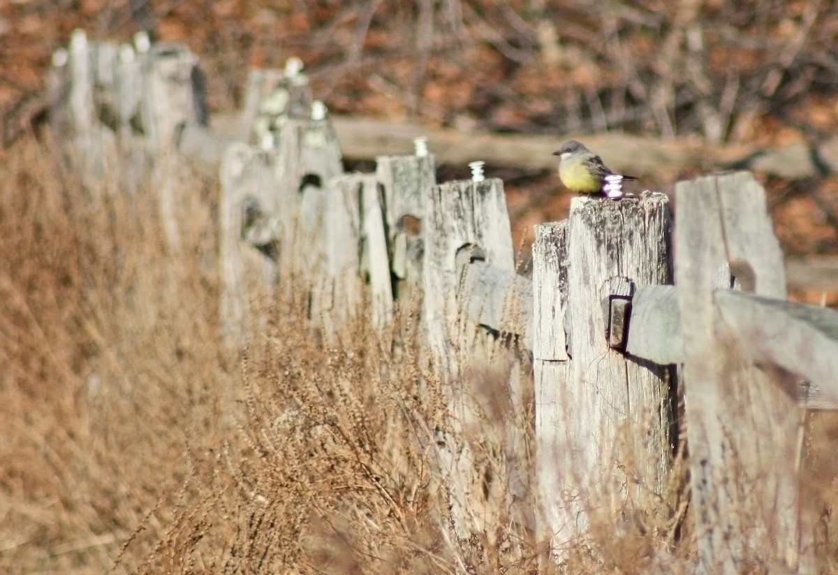 Cassin's Kingbird - Will Sweet