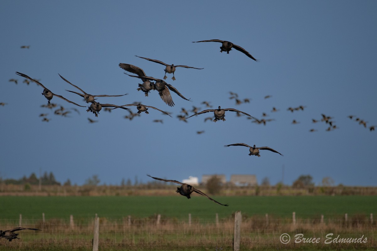Canada Goose - ML642823310